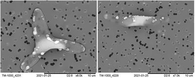 Nanoplanktonic diatom rapidly alters sinking velocity via regulating lipid content and composition in response to changing nutrient concentrations